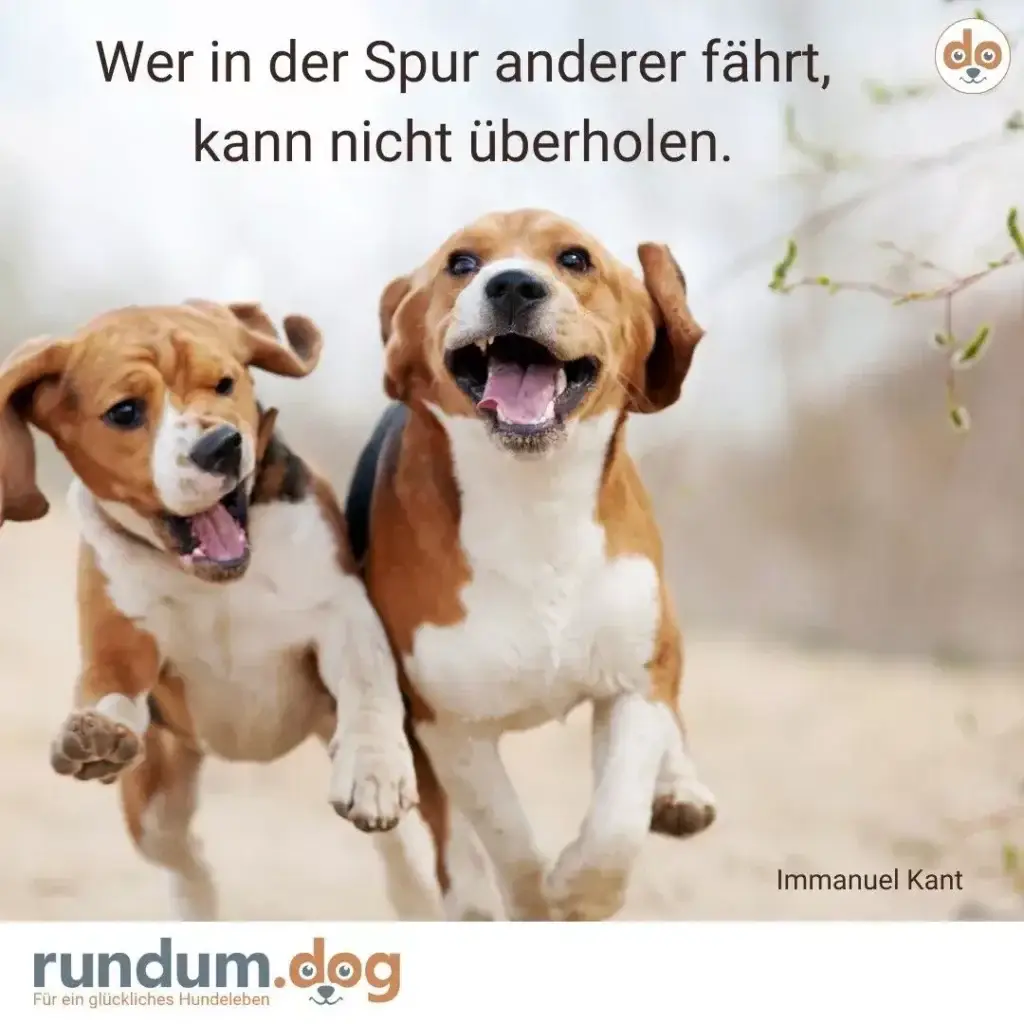 Zwei braun-weisse Hunde laufen nebeneinander her, beide mit offener Zunge und fröhlichem Gesichtsausdruck