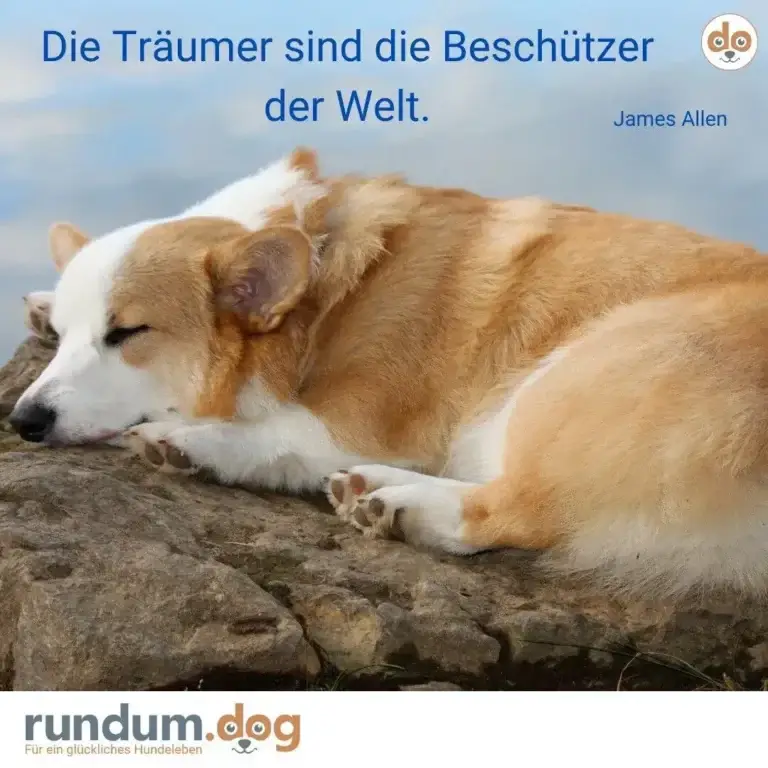 Braunweisser Hund liegt entspannt auf einem Stein, Augen geschlossen, Himmel im Hintergrund