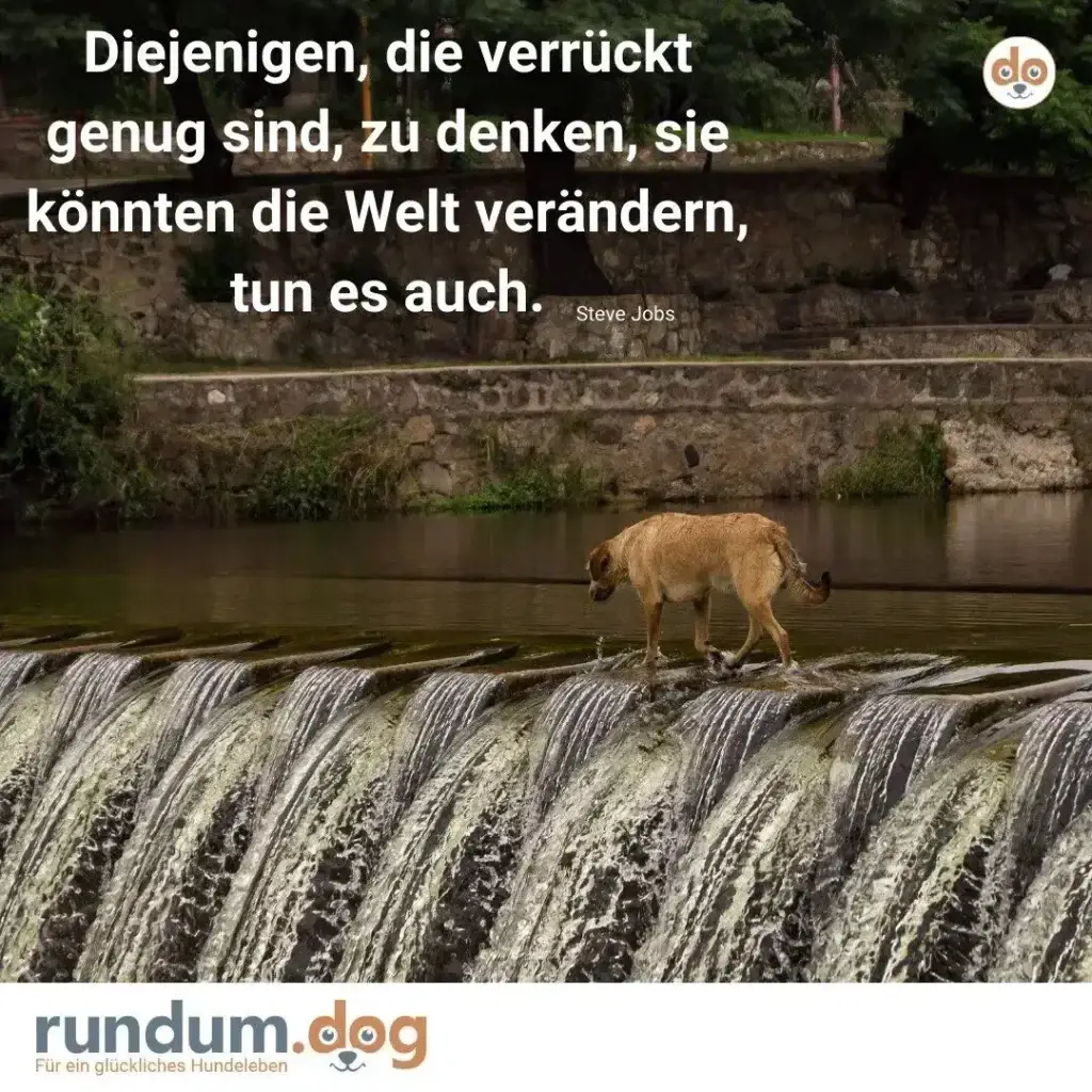Hund steht auf einem Wehr an einem Fluss, schaut nach unten, Steinmauer und grüne Vegetation im Hintergrund