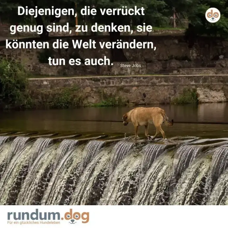 Hund steht auf einem Wehr an einem Fluss, schaut nach unten, Steinmauer und grüne Vegetation im Hintergrund