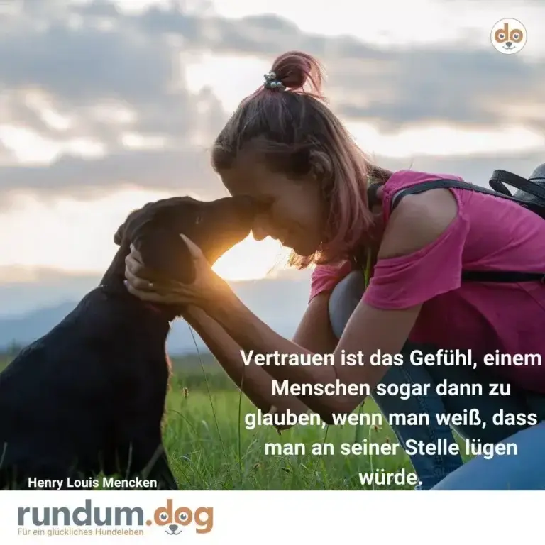 Frau mit rosa Top kniet im Gras und hält die Pfote eines schwarzen Hundes, Sonnenuntergang im Hintergrund