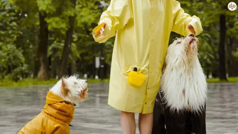 Regenschutz für Hunde? Darauf kommt es an