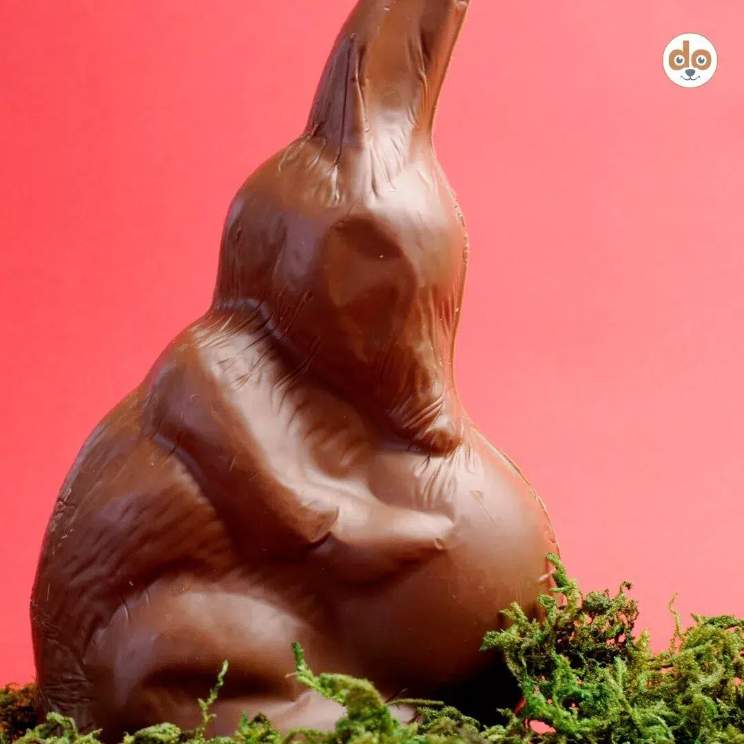 Schokoladen-Bilby üblich in Australien Ostertradition Süssigkeit