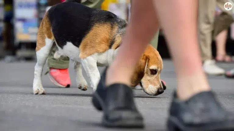 Beagle in der Stadt zwischen Menschenmenge Beinen Schuhe Stadthund