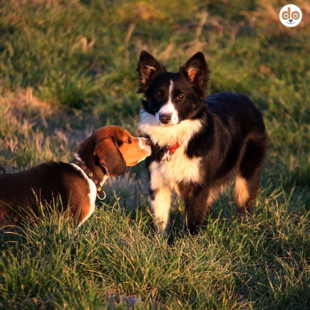 Beagle schnüffelt an Border Collie