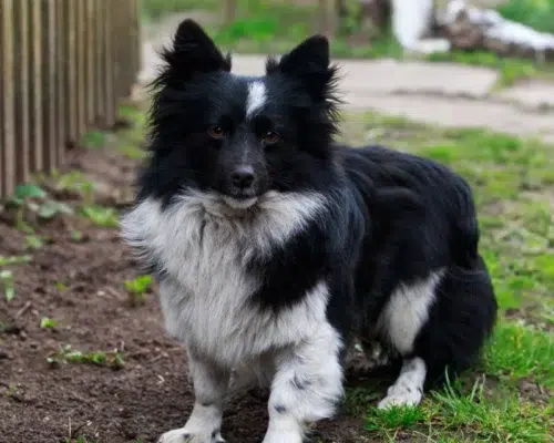Border Collie Mix
