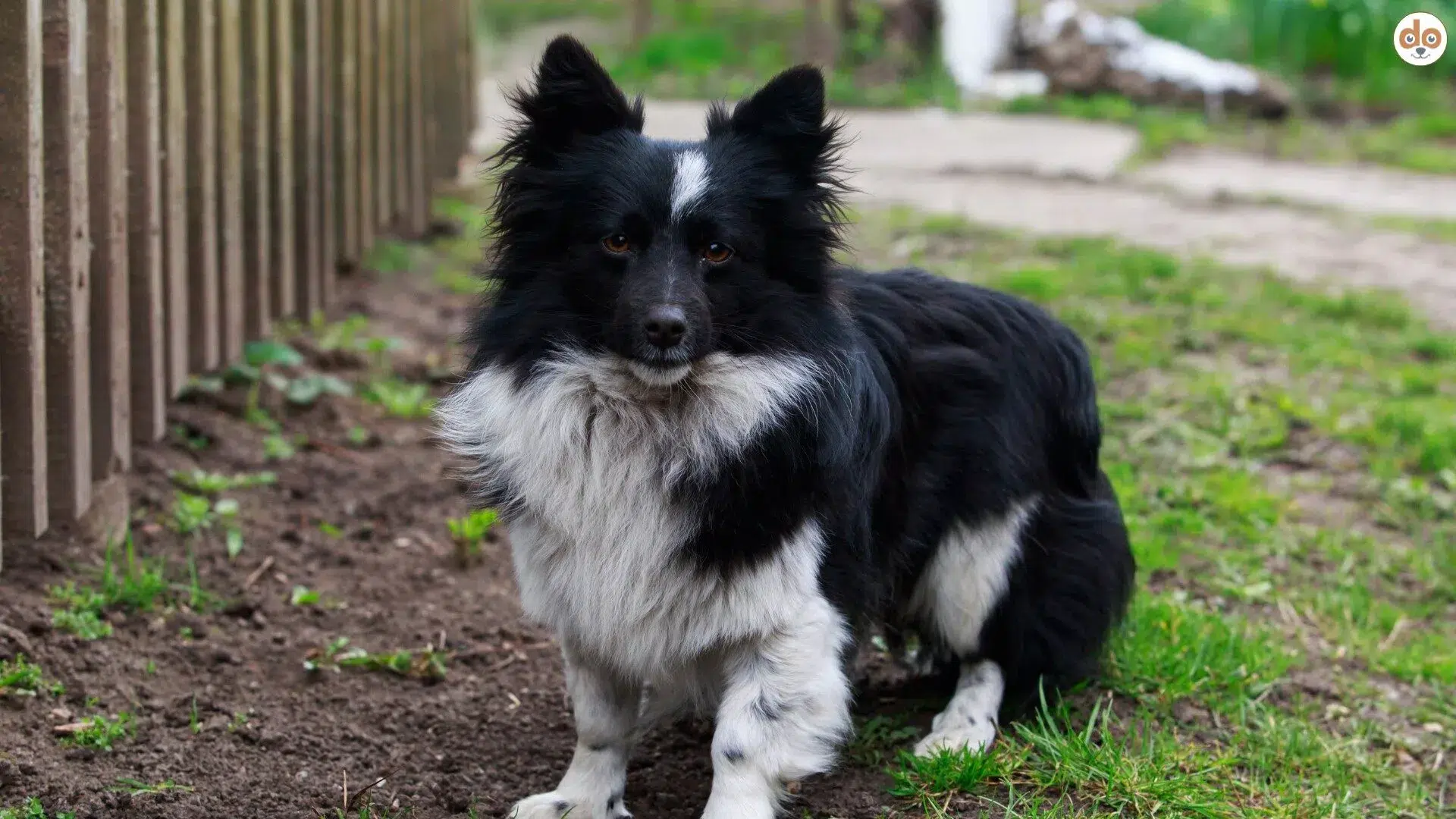 Border Collie Mix