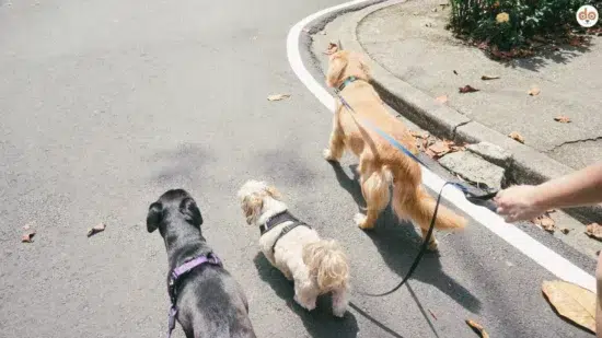 Drei Hunde verschiedener Rassen werden in der Stadt an der Leine ausgeführt, Stadthunde