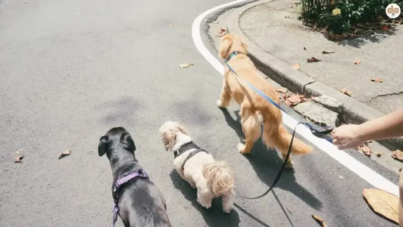 Welche Hunde eignen sich als Stadthund? Die 10 besten Rassen