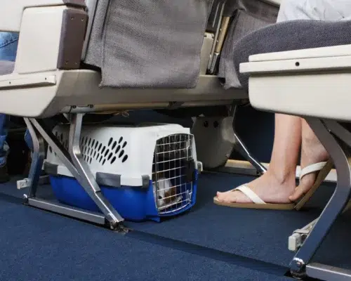Fluggesellschaften die Hunde erlauben, Transportbox Passagierraum