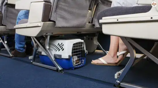 Fluggesellschaften die Hunde erlauben, Transportbox Passagierraum
