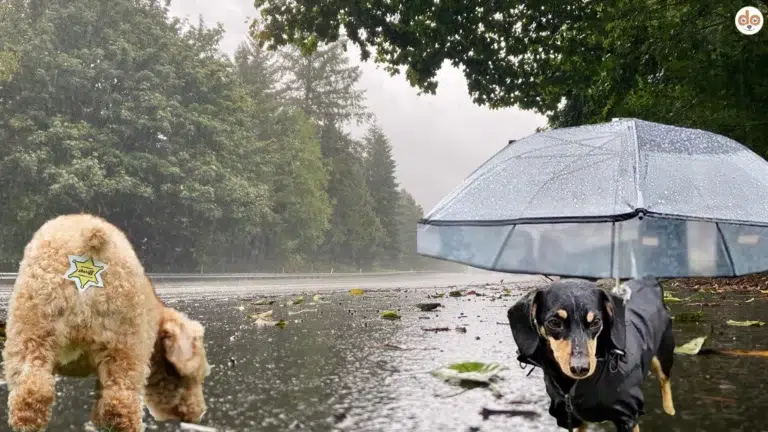 Strasse bei Regen zwei verschiedene Gadgets für Hunde Regenschirm und Rear Gear