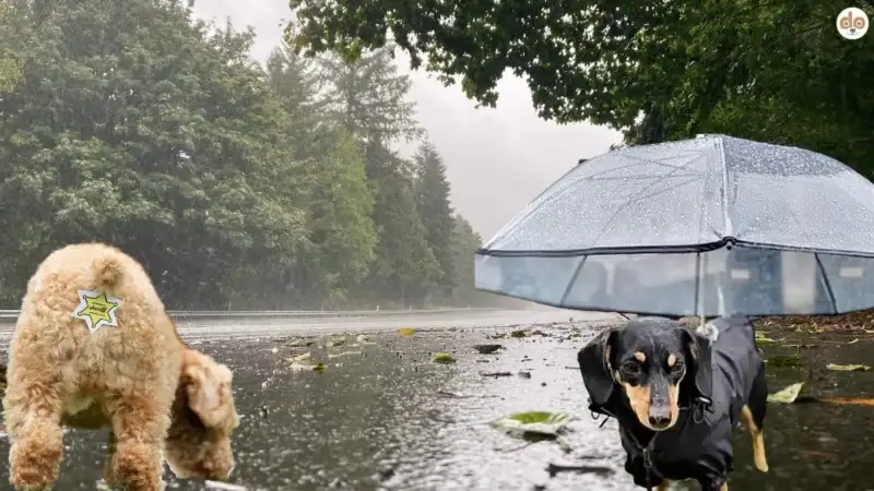 10 fragwürdige Gadgets, die (k)ein Hundehalter braucht?