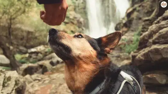 Hund riecht an Hand von Mensch Gerüche