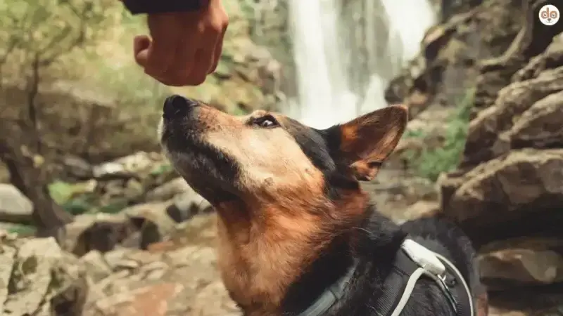 Warum schnüffelt mein Hund beim Spaziergang immer so viel?