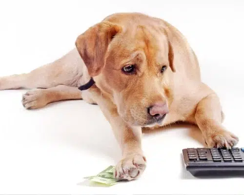 Wirtschaftsfaktor Hund Taschenrechner Geldschein Umsatzzahlen