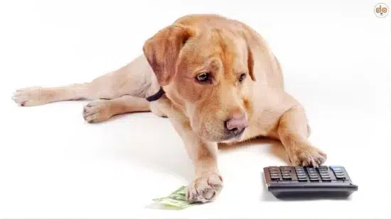 Wirtschaftsfaktor Hund Taschenrechner Geldschein Umsatzzahlen