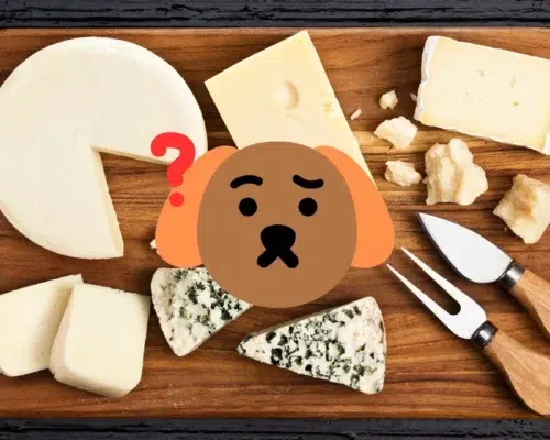 Hund Käse Holzbrett mit verschiedenen Käsesorten und Käsemesser