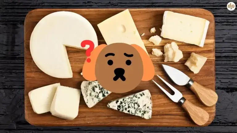 Hund Käse Holzbrett mit verschiedenen Käsesorten und Käsemesser