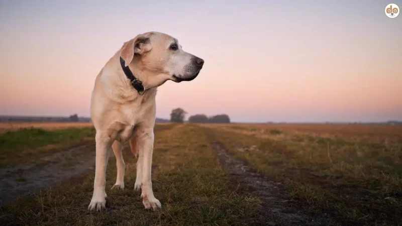 Utopie: Eine Welt ohne Hundezucht