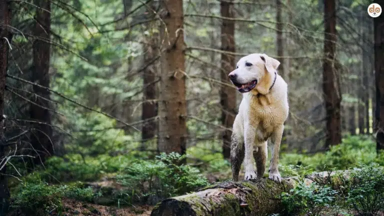 Labrador Retriever auf Baumstamm im Wald, Nachhaltigkeit in der Hundehaltung