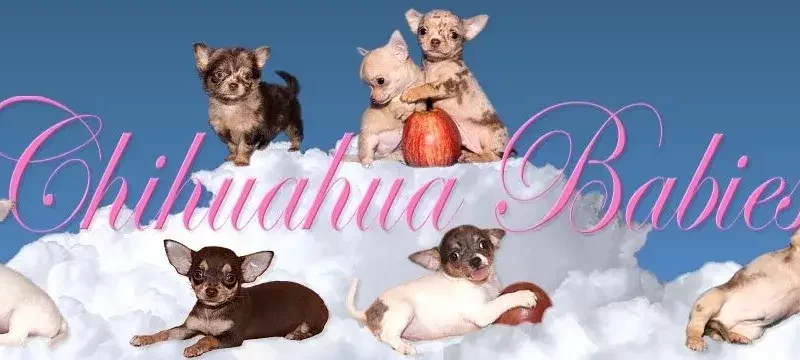 Chihuahua Babies – Rüfenachts OG