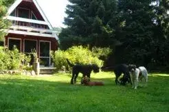 logo-diehundefarm