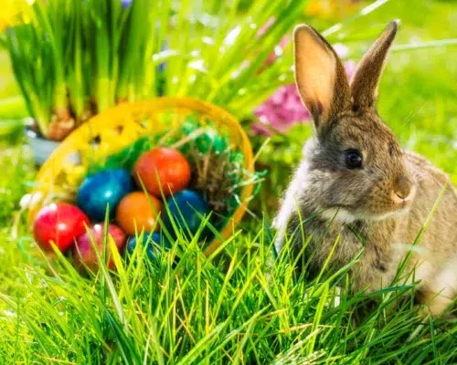 Symbolfoto Osterhase Kaninchen mit Korb voller Ostereiern im Gras
