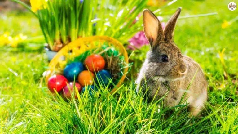 Symbolfoto Osterhase Kaninchen mit Korb voller Ostereiern im Gras