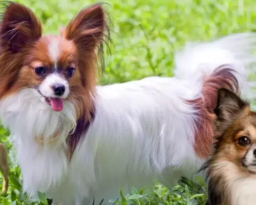Drei kleine Hunderassen Papillon Lang- und Kurzhaar Chihuahua