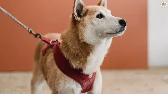 Hund mit robustem Sicherheitsgeschirr Panikgeschirr
