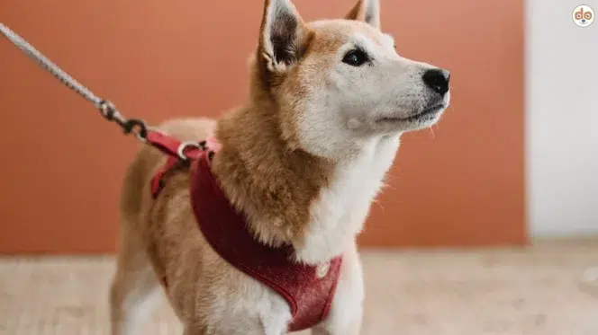 Hund mit robustem Sicherheitsgeschirr Panikgeschirr
