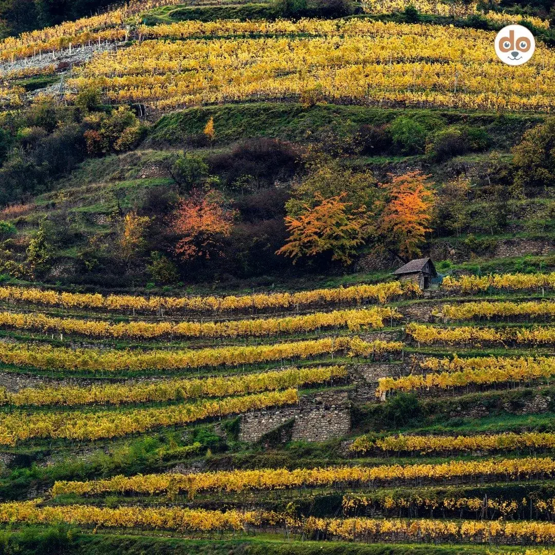 Wachau zählt für seine Weinberge und Landschaft als Unesco Weltkulturerbe