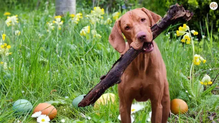 Hund Vizsla Fotoshooting Wiese Ostereier