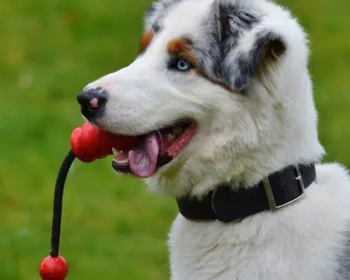 Trainingsausrüstung Trainingszubehör für Welpen Puppy mit Kau- Seilspielzeug im Maul