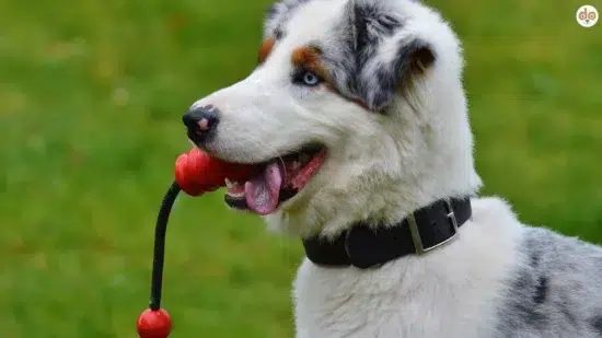 Trainingsausrüstung Trainingszubehör für Welpen Puppy mit Kau- Seilspielzeug im Maul