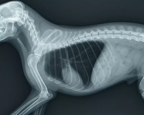 KI-generiertes Bild Röntgenbild X-Ray Hund Fokus auf Lunge Atemfrequenz