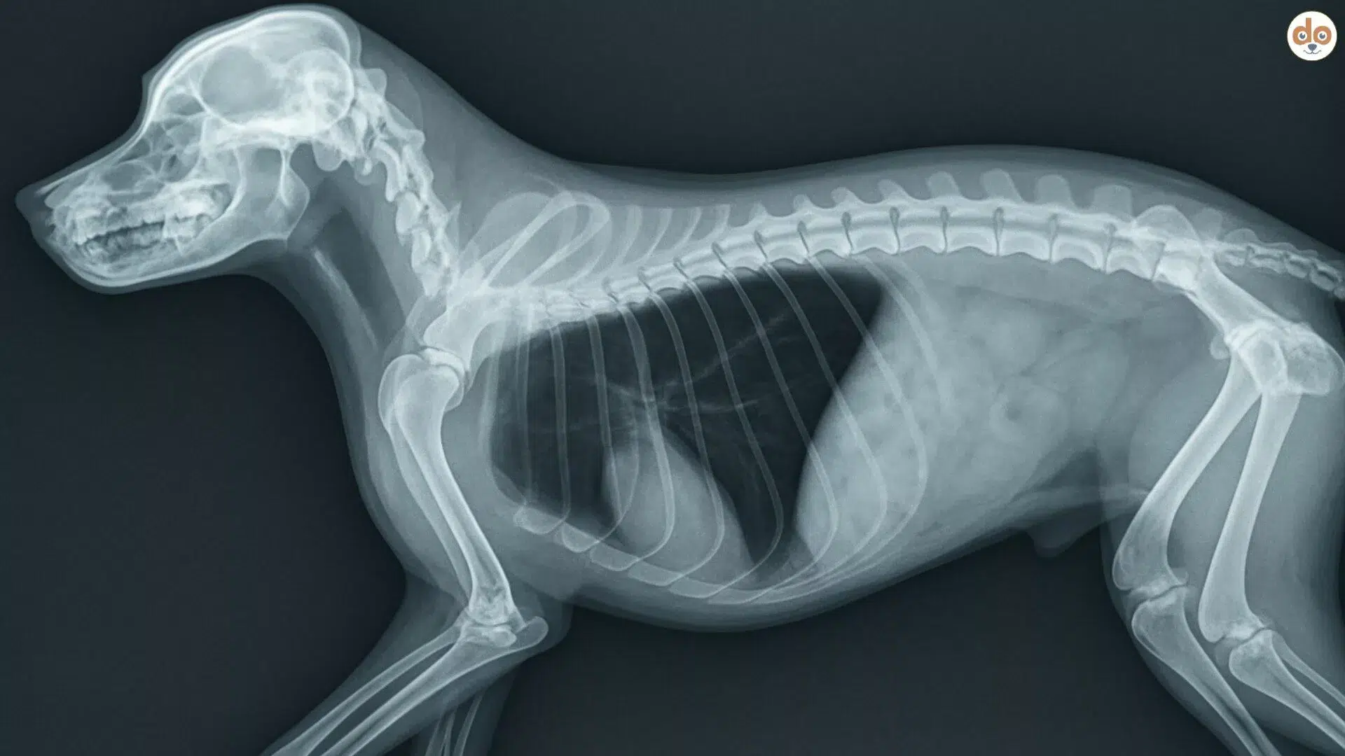 KI-generiertes Bild Röntgenbild X-Ray Hund Fokus auf Lunge Atemfrequenz