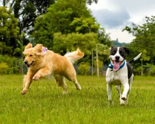 Gangbild zwei Hunde auf Wiese Rennen Laufen Gehen