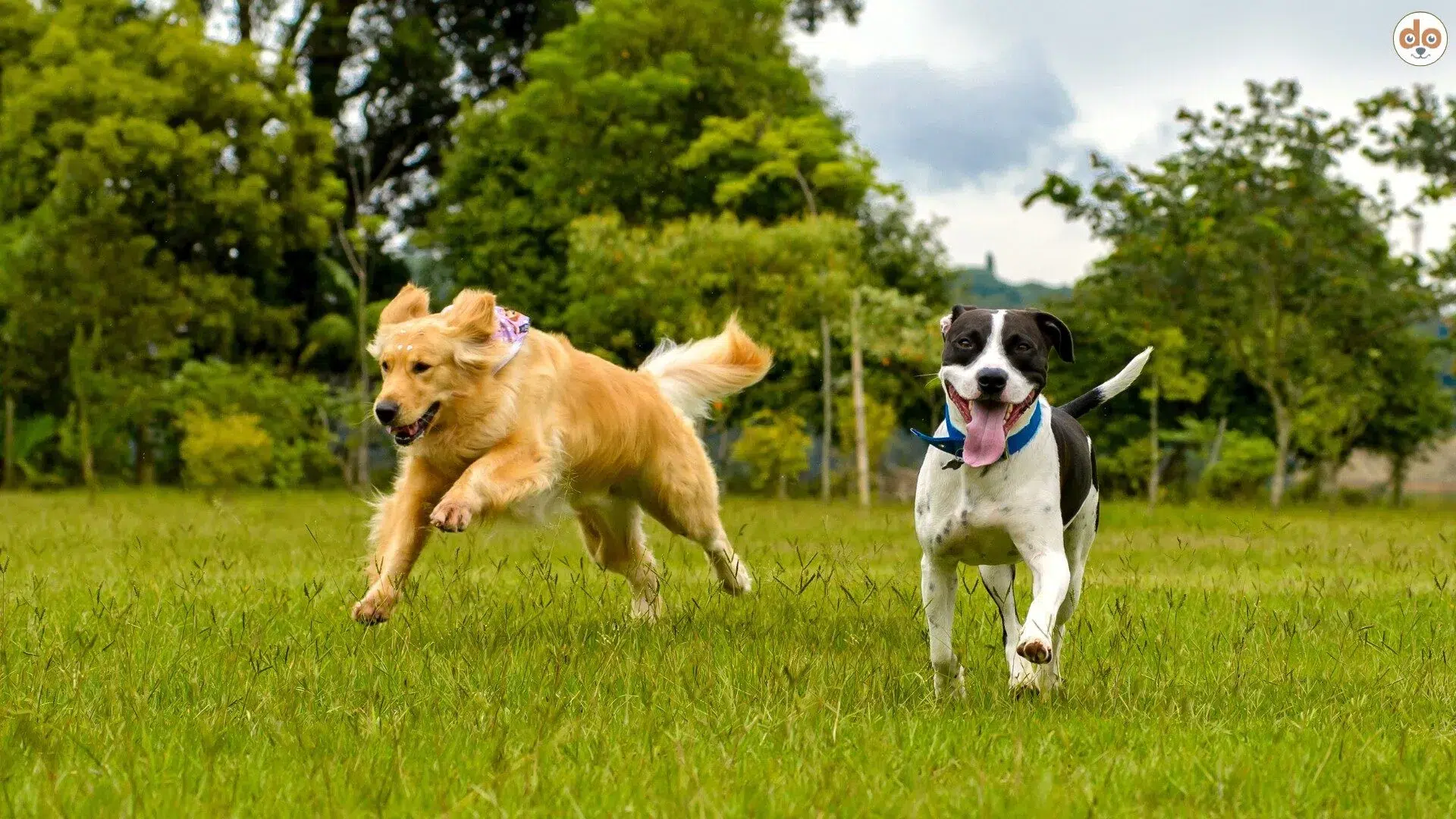Gangbild zwei Hunde auf Wiese Rennen Laufen Gehen