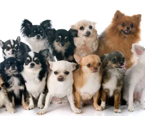 Zwölf verschiedene Chihuahuas