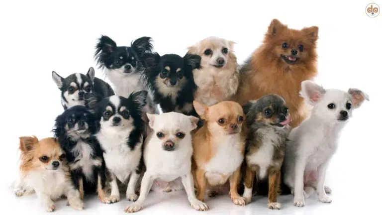 Zwölf verschiedene Chihuahuas