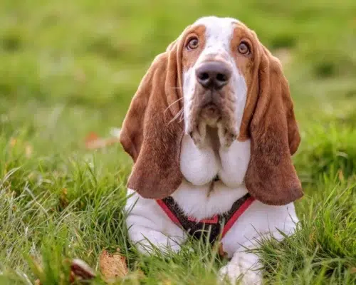 Rasse Basset Hound gesunder Vertreter