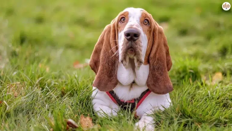Rasse Basset Hound gesunder Vertreter