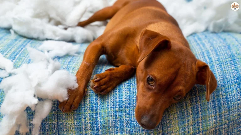 Brauner Welpe hat Sofakissen zerbissen Umgang mit Problemen bei Familienhunden