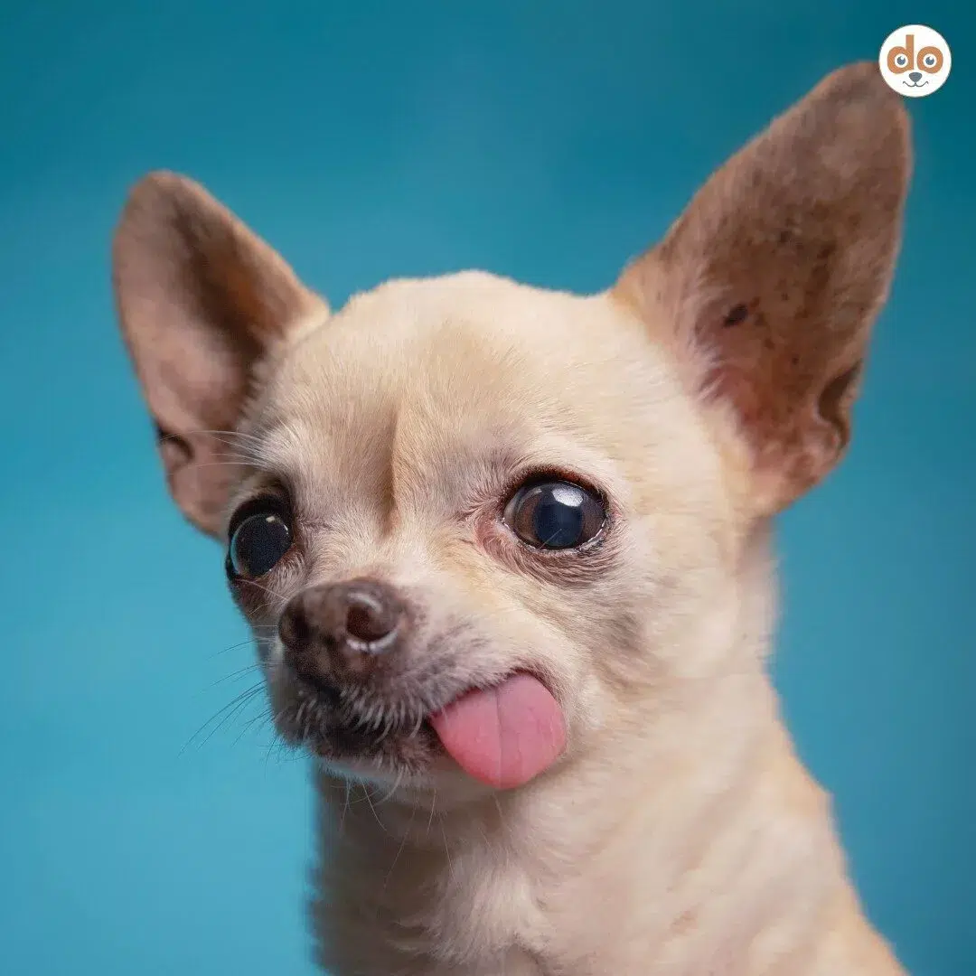 Chihuahua mit Kieferfehlstellung, wodurch die Zunge konstant heraushängt