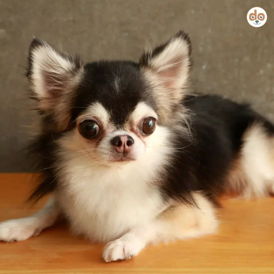 Langhaar Chihuahua, bei dem der Kopf zu klein ist und die Augäpfel stark hervortreten