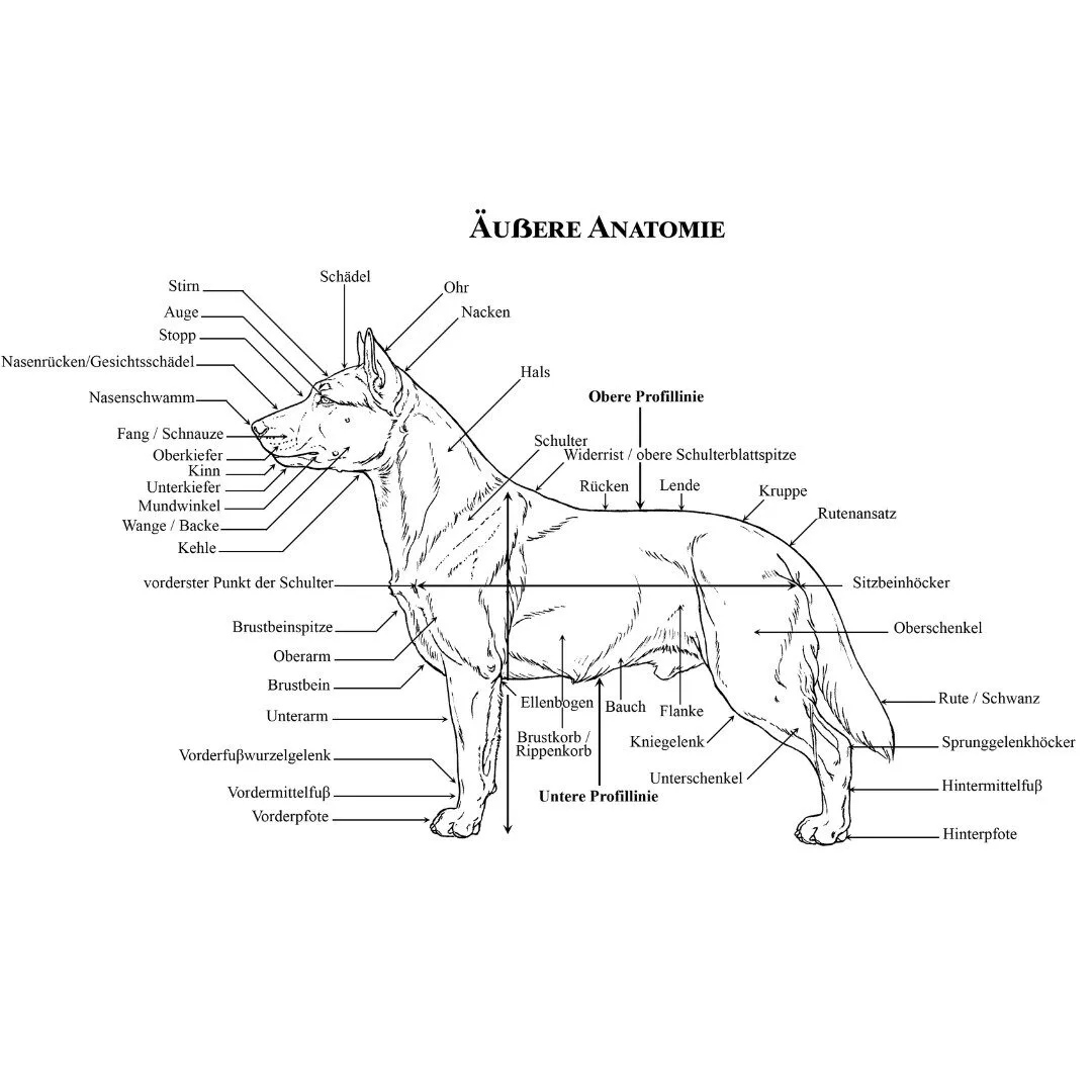 Deutscher Schäferhund Illustration aus FCI Standard