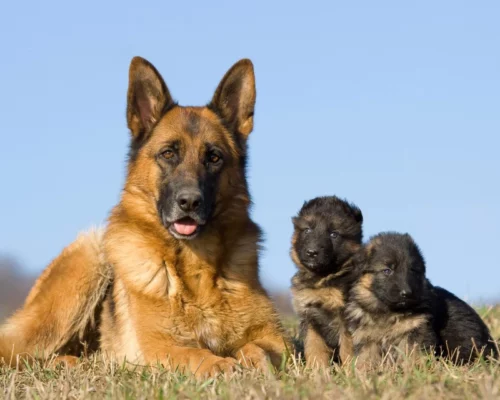 Rasse Deutscher Schäferhund mit zwei Welpen