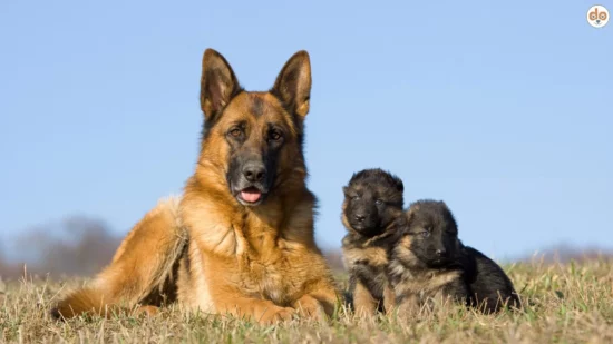 Rasse Deutscher Schäferhund mit zwei Welpen